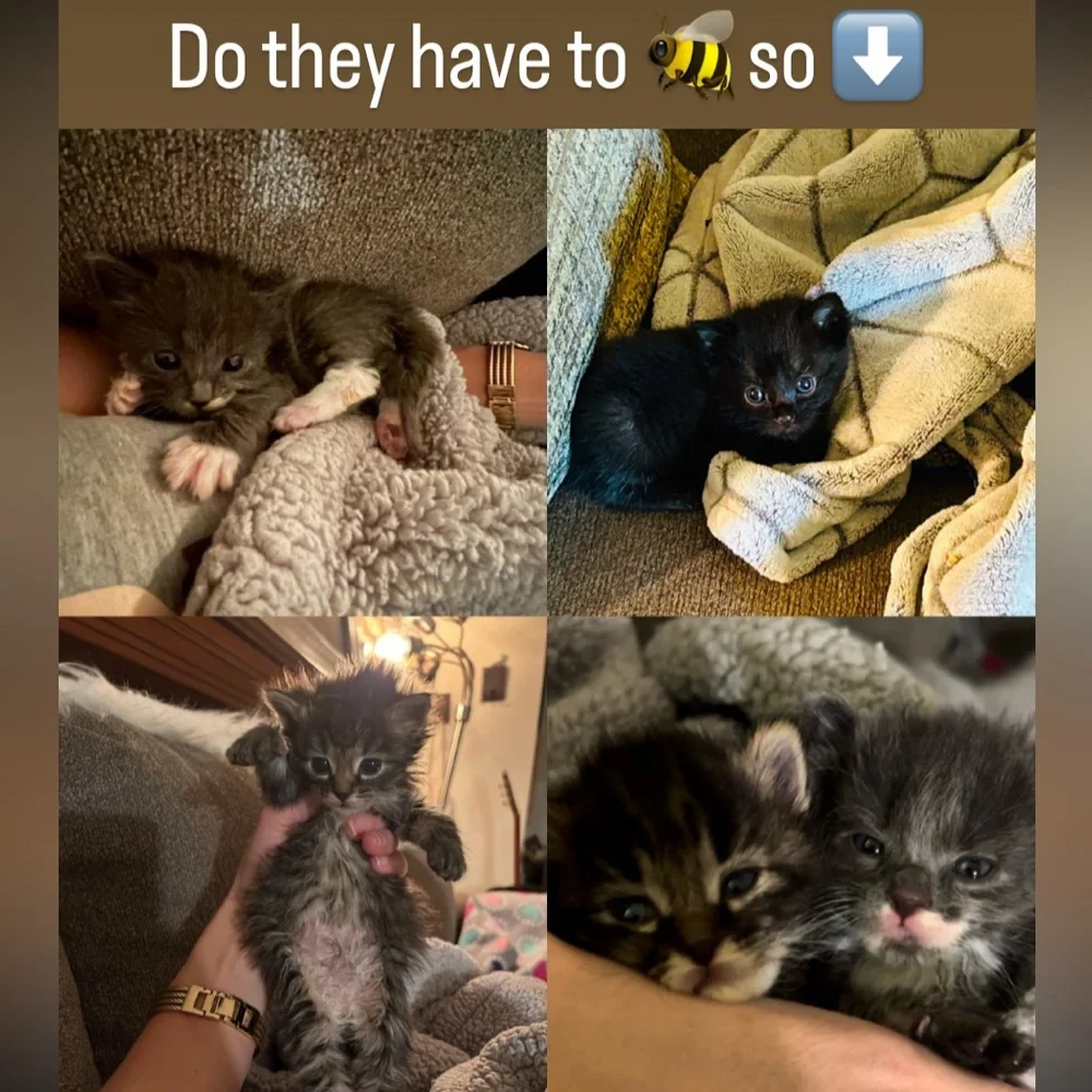 Treat Treat Treat Treat Treat